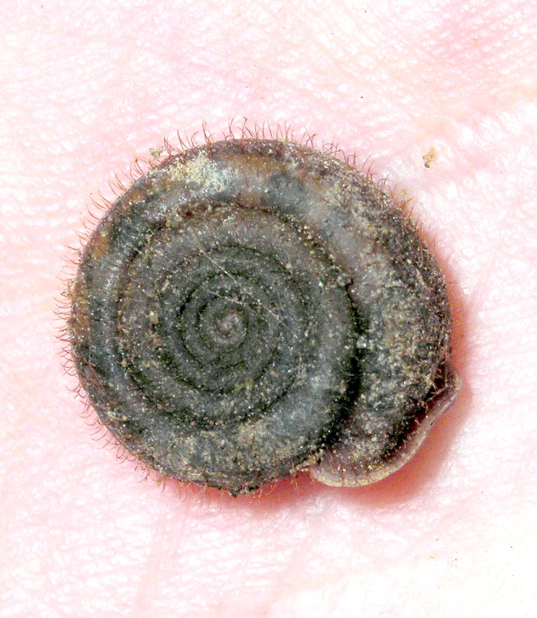 Chiocciola pelosa
